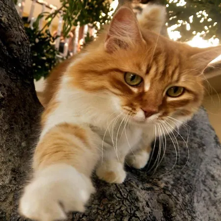 Olive Tree House Habitación en casa particular *