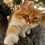 Olive Tree House Проживание в семье *