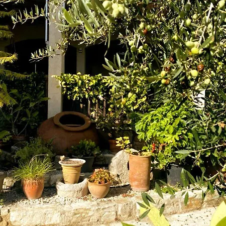 Olive Tree House Privat bolig