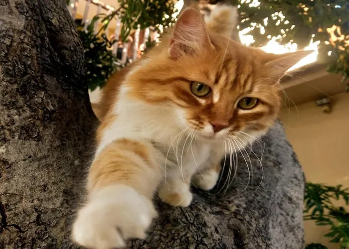 Olive Tree House ホームステイ *